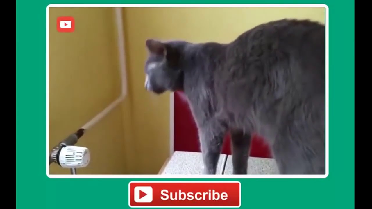 FUNNY VIDEOS Funny Cats Compilation Most See Funny Cat Videos Ever Part 1 Forget Your Sadness
