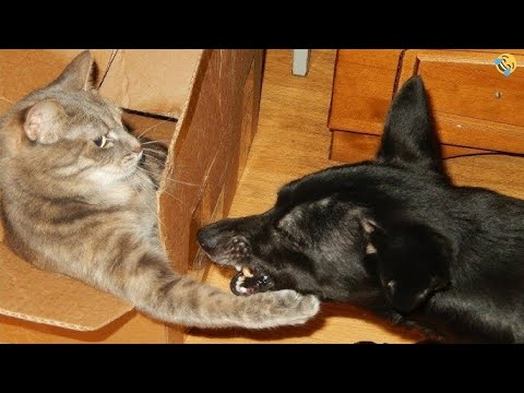 Funniest Cats And Dogs Videos | Best Funny Animal Videos 2023 | New Funny Cats and Dogs Videos