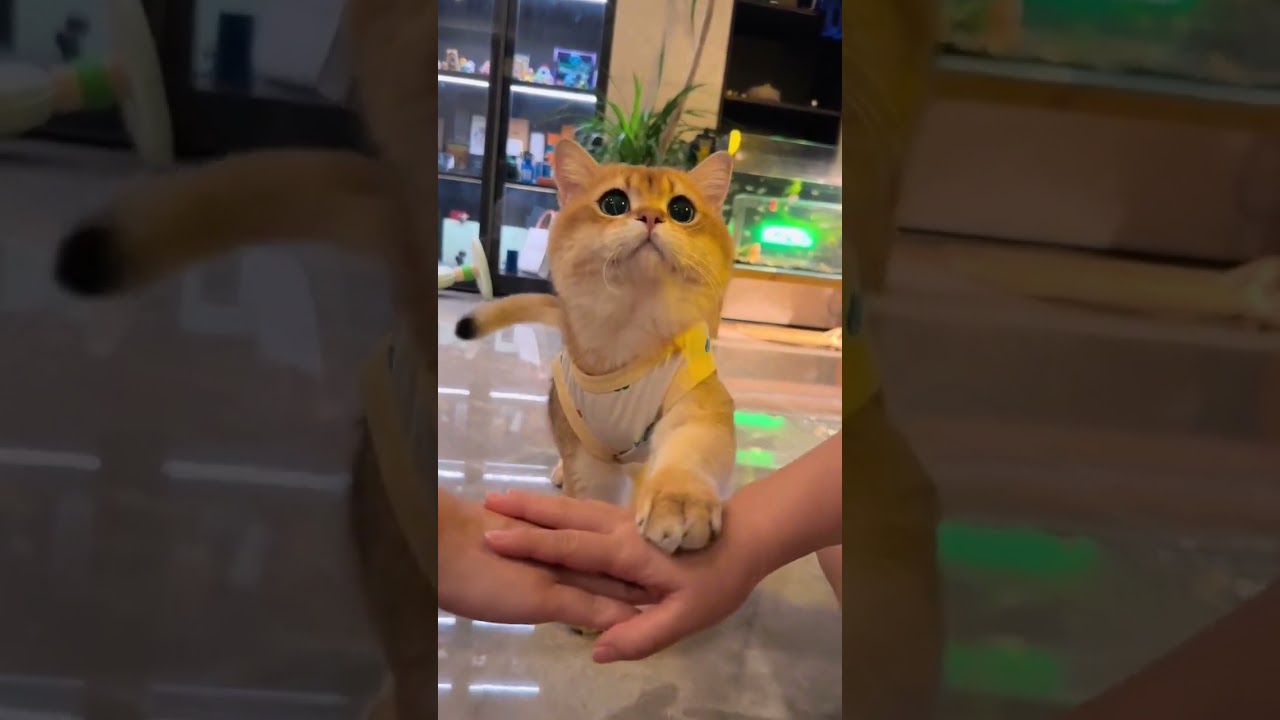 Funniest & Cutest Puppy And Kitty Daily Life At Home 2