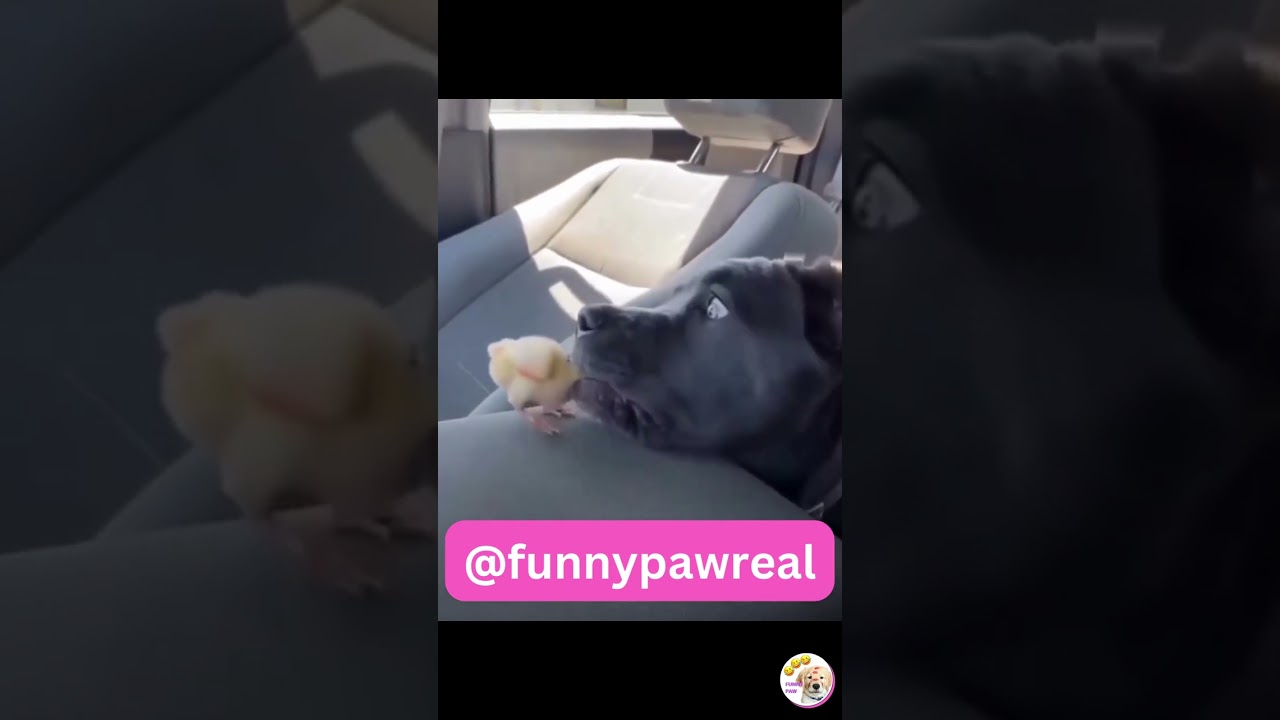 Funny Animal Videos 2023 | Funniest Cats And Dogs Video #shorts