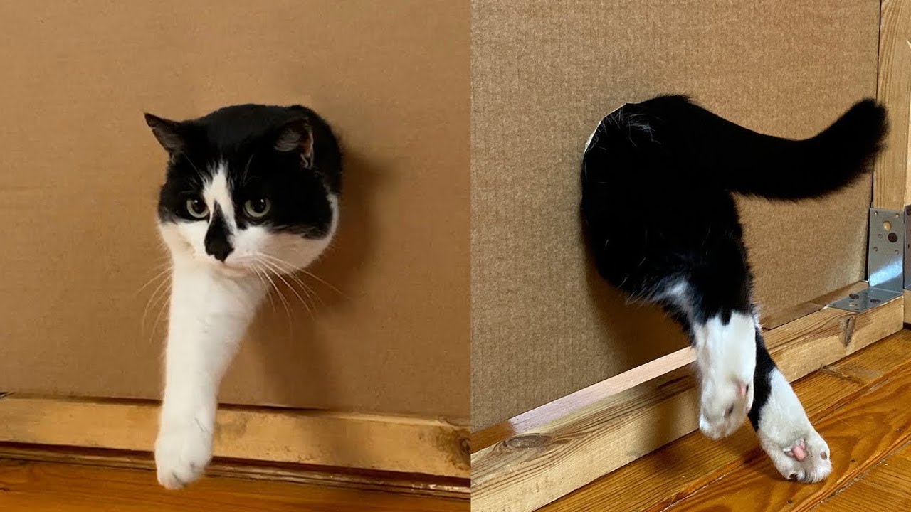 Funny Cats Compilation/Best CAT CAT CAT ever/