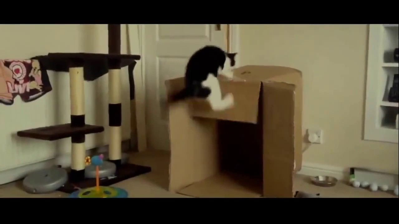 Funny Cats Fails #1
