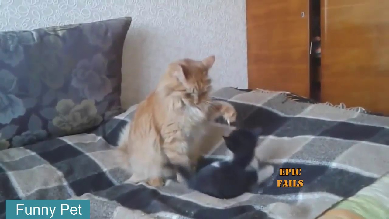 Funny Dog - Funny Cats Compilation, Cat fails