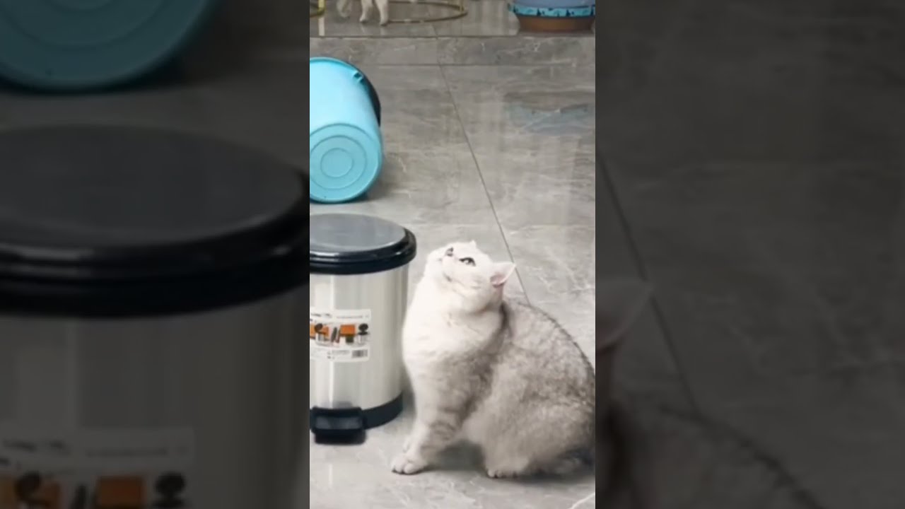 Funny Videos | Cats Videos #animals #viral #funny  #adorable