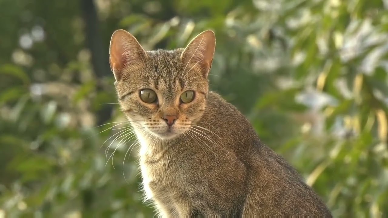 Funny animals - Funny cats / dogs - Funny animal videos / Best videos of 2023/@mirnawazkorai7792