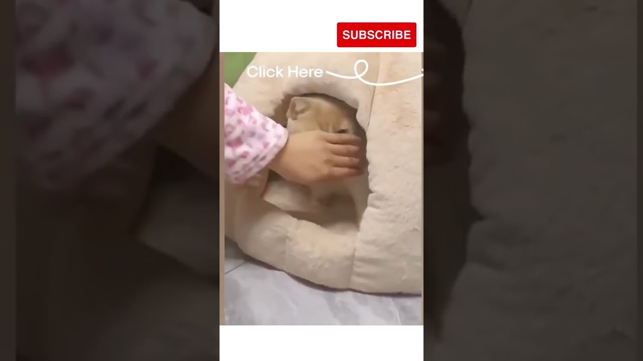 Funny cats and Dogs #shorts