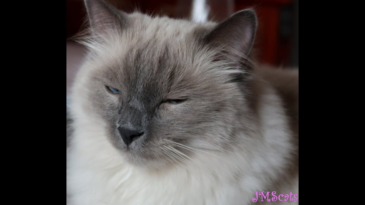 Funny cats/Jeff, Max and Stepan are crazy cats