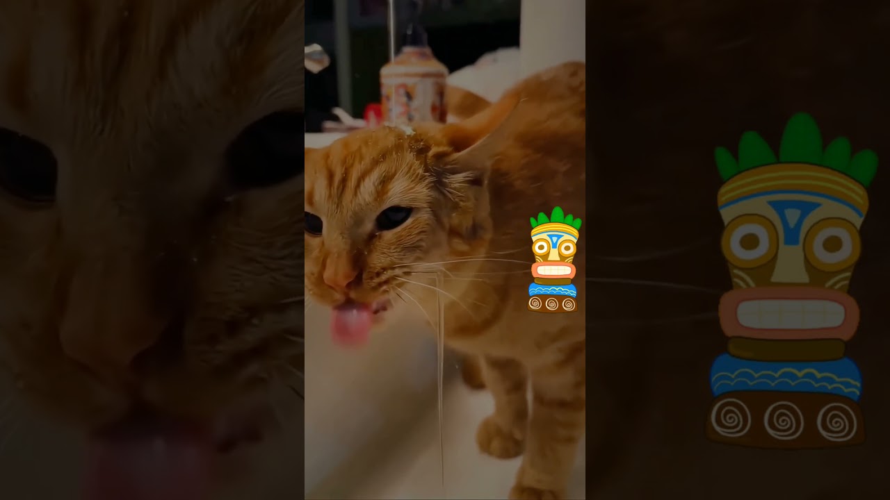 Funny domestic animals around us ..cat play funny