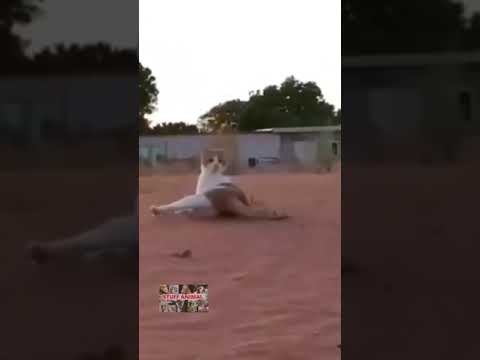 Hit and Run Drive By Funny Cats