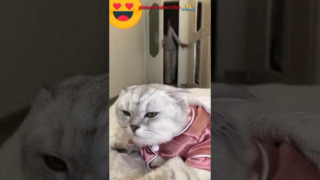 Look How The Smart Cat is Silently Watching The Mobile !  #short#smart#cat