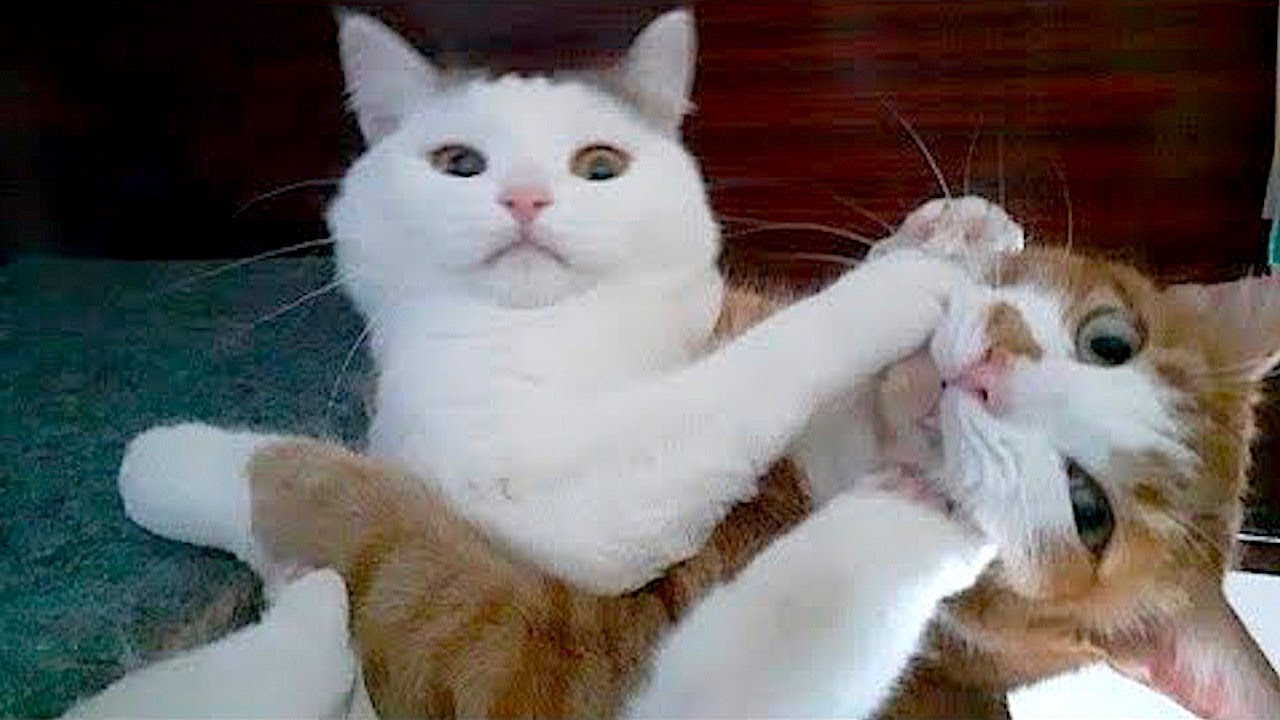 New Funny Animals Video 2023 | Funniest Cats and Dogs Videos | New Funny Video Of Cat And Dogs #413