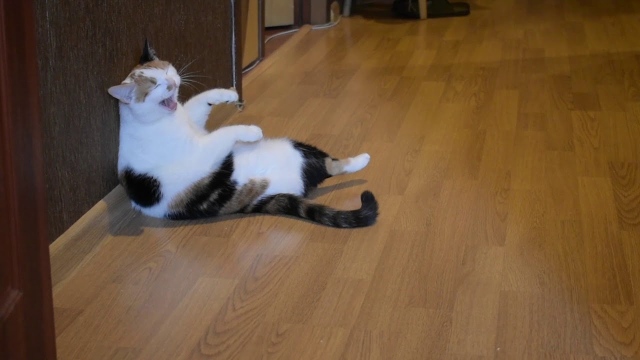 One cute moment from crazy sit of Cat Mila / Funny Cat