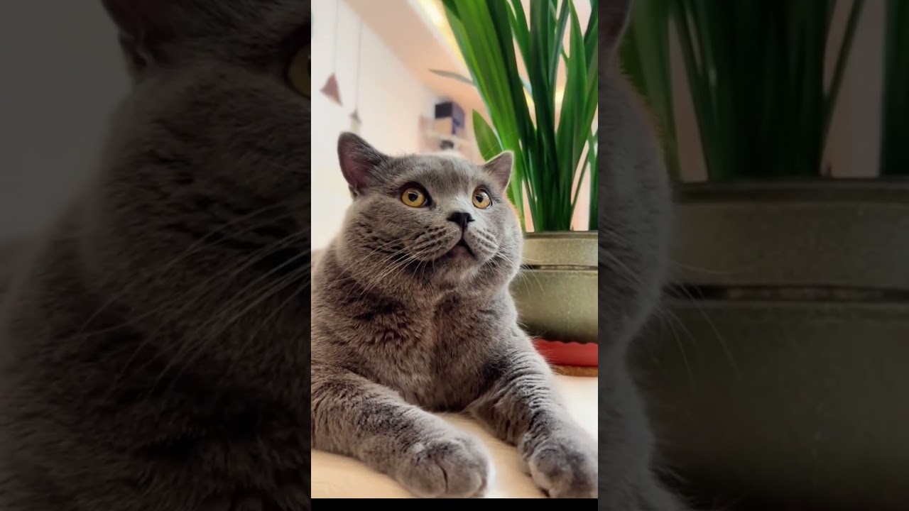 Strongly Sleepy!! Funny Cat Is Very Sleep When Mom Sing A Song For Him To Listen