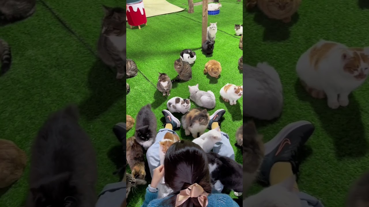 Subscribe @RedfoxFolder for more! #catsonly #cat #cats #catsoftheweek #cutecats #kitty #catmeme #pet