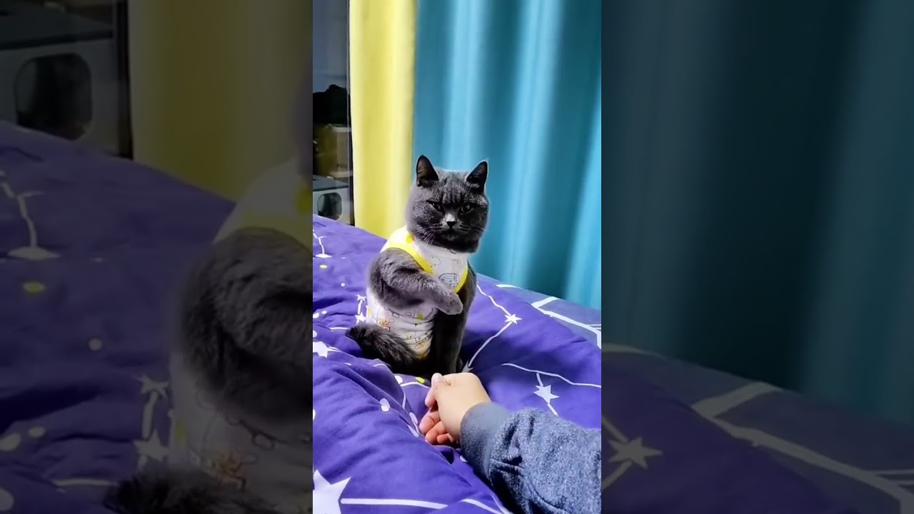 Super Angry!! Pity Kitty Got Angry Her Mom So Much And Mom Tried To Comfort Her