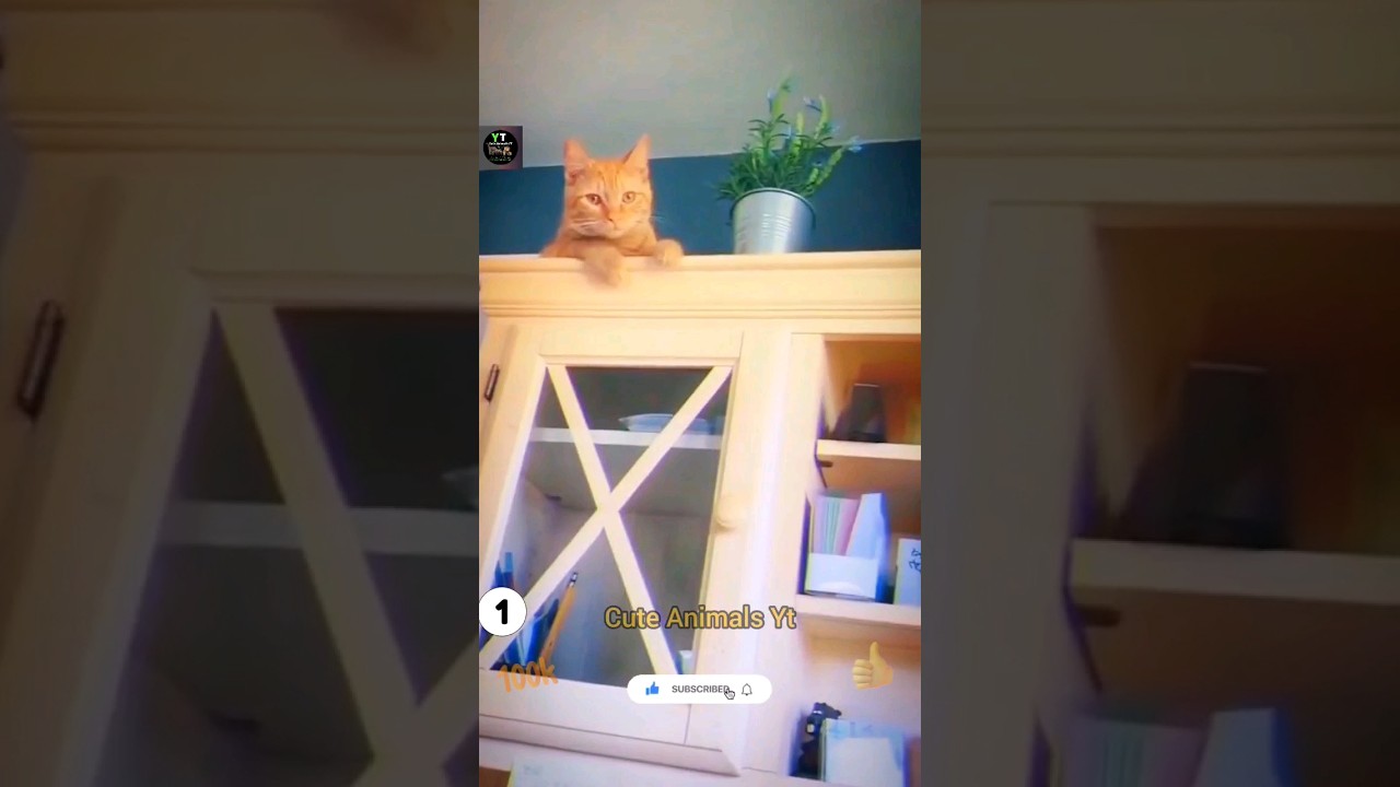 Top 10 Funny Animals Compilation 2023 | New Funniest Cat Videos | Cute Animals Yt #shorts #animals