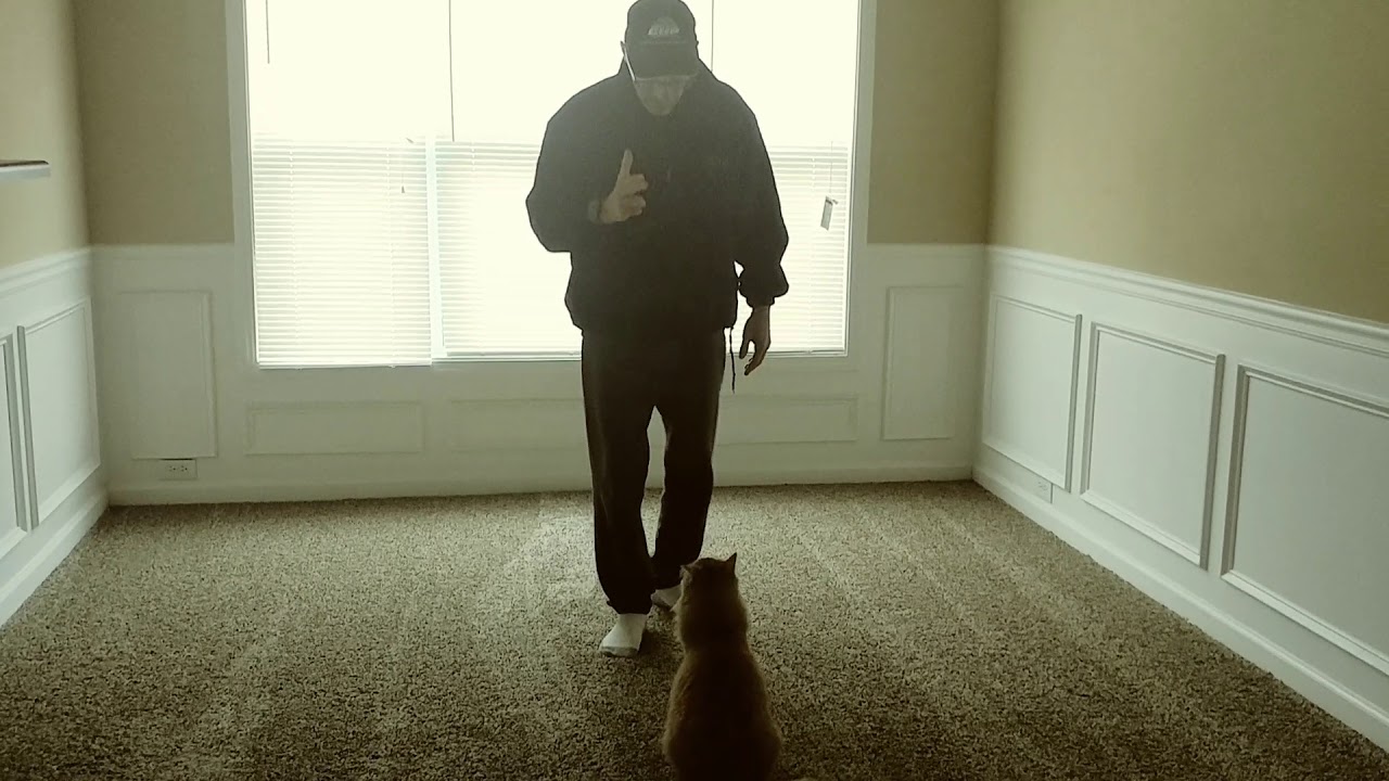 Who says cats can't be trained? Watch this, even we were amazed!