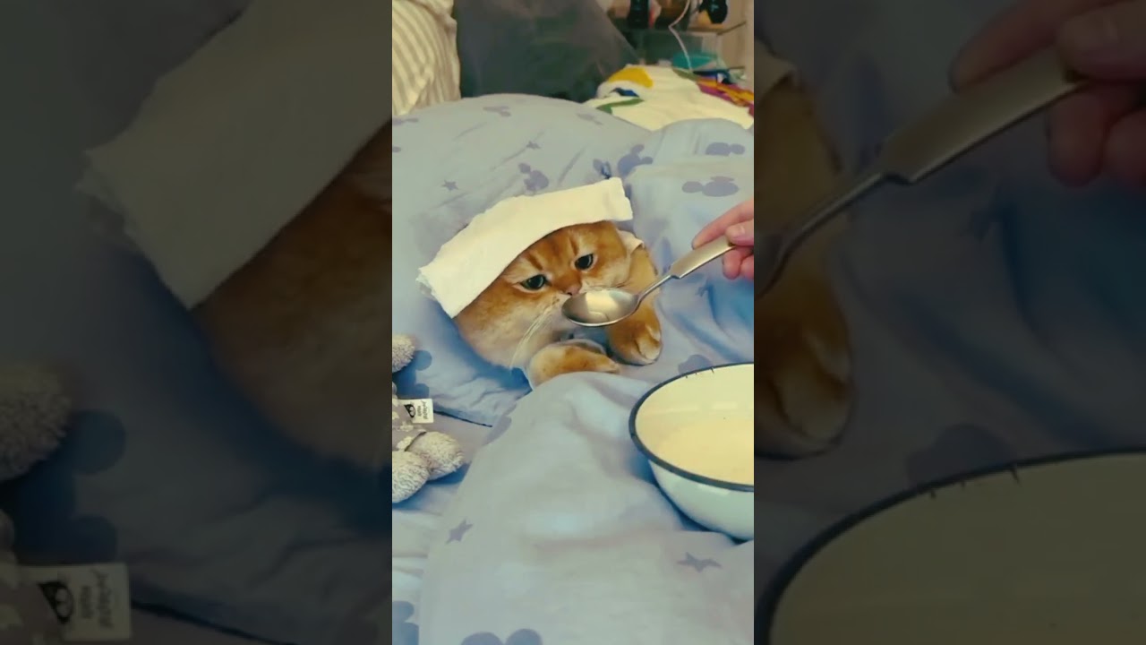 cute cat /cat kittence/##ytshorts #babycats #catsound