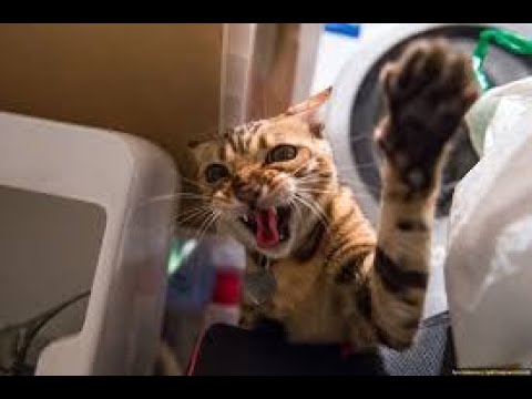 Cat 2020 - Funny Videos 2020 - Funny Fails 2020
