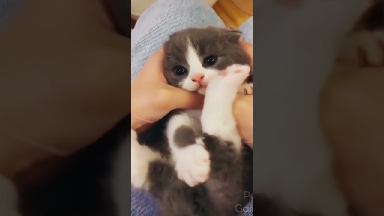 Baby Cats - Cute and Funny Baby Cat Videos #Shorts