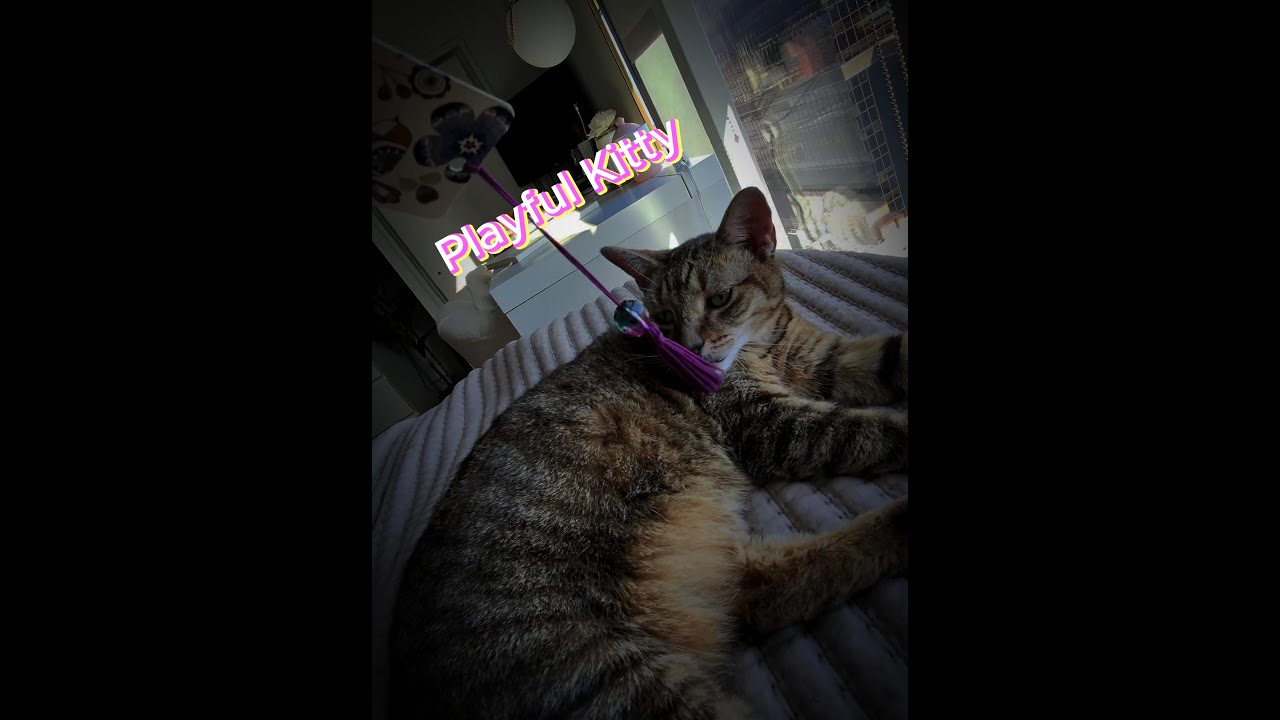 Bella's Lazy #Cat Sunday