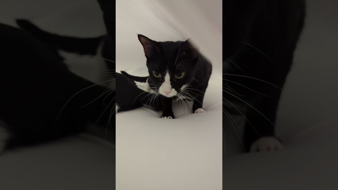 Bro, it's the sheet game! We LOVE the sheet game!  #cat #blackcatlife #kitten #blackcat #kittycat