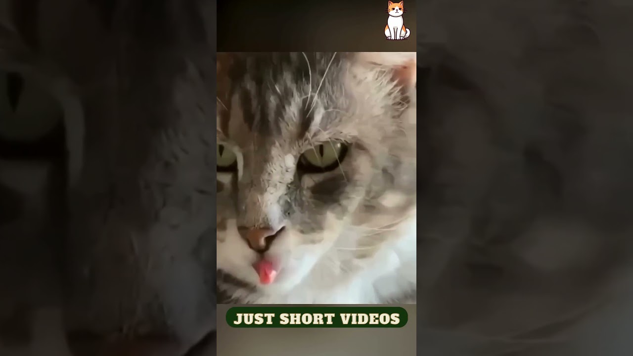 "Cat-tastrophe Chronicles: Hilarious Cat Mishaps Unleashed!"