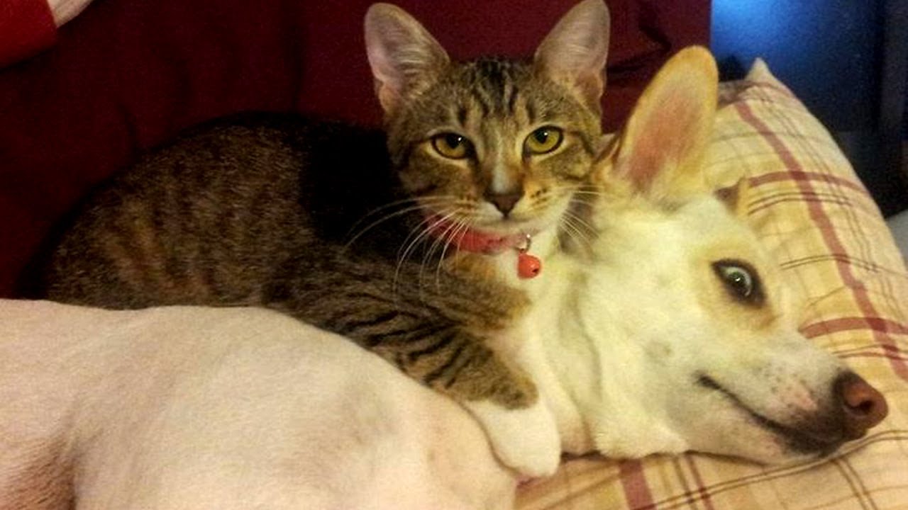 Cats Funny Cat Videos #33 Hilarious Videos | Try not to Laugh | Best Funny Cats Videos