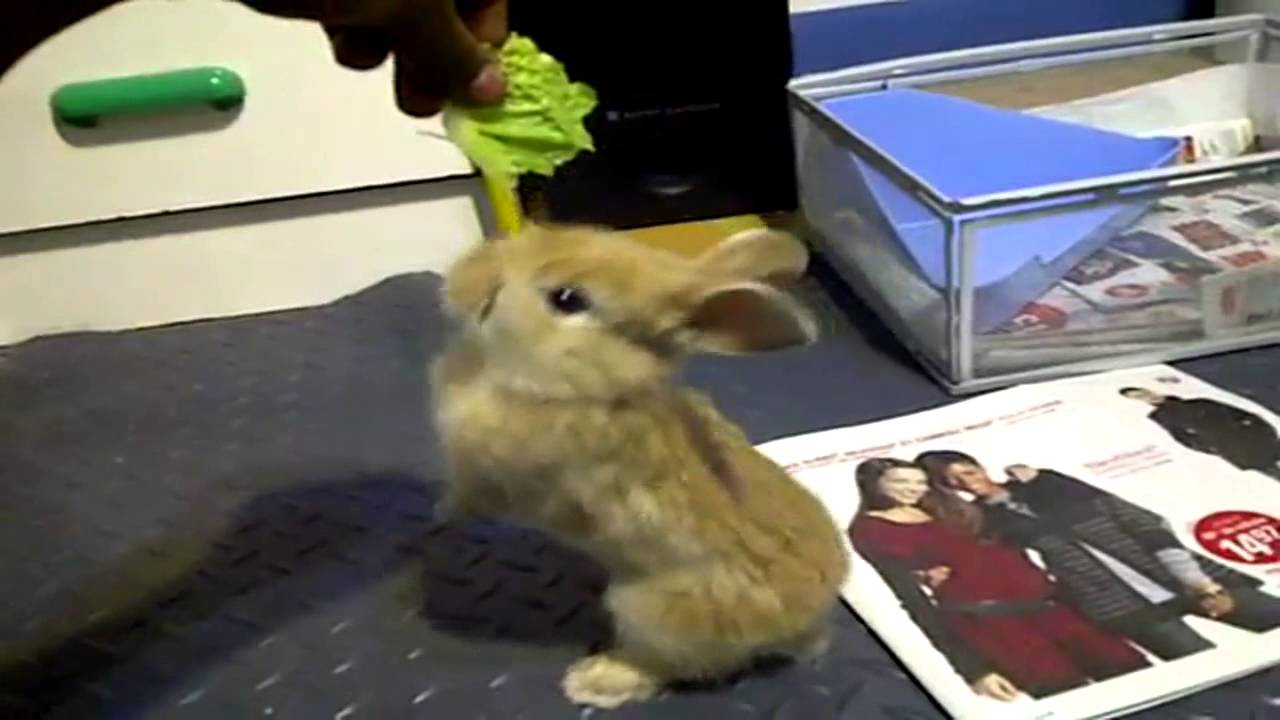 Caturday's Best    awesome  2014   all time favorites