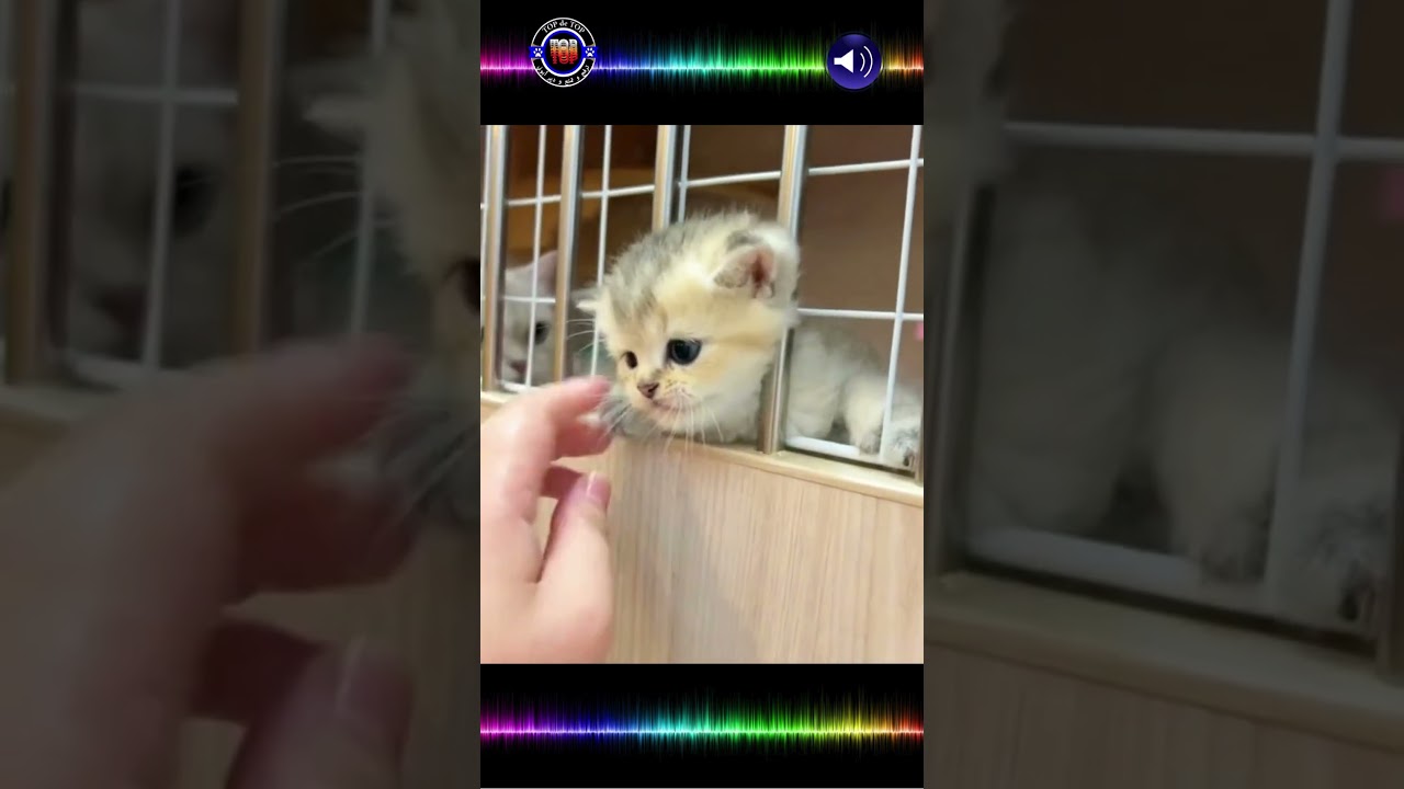 Cute Cat & Funny Moments with Cats Enter your head into the cage, you pile of wool #shorts