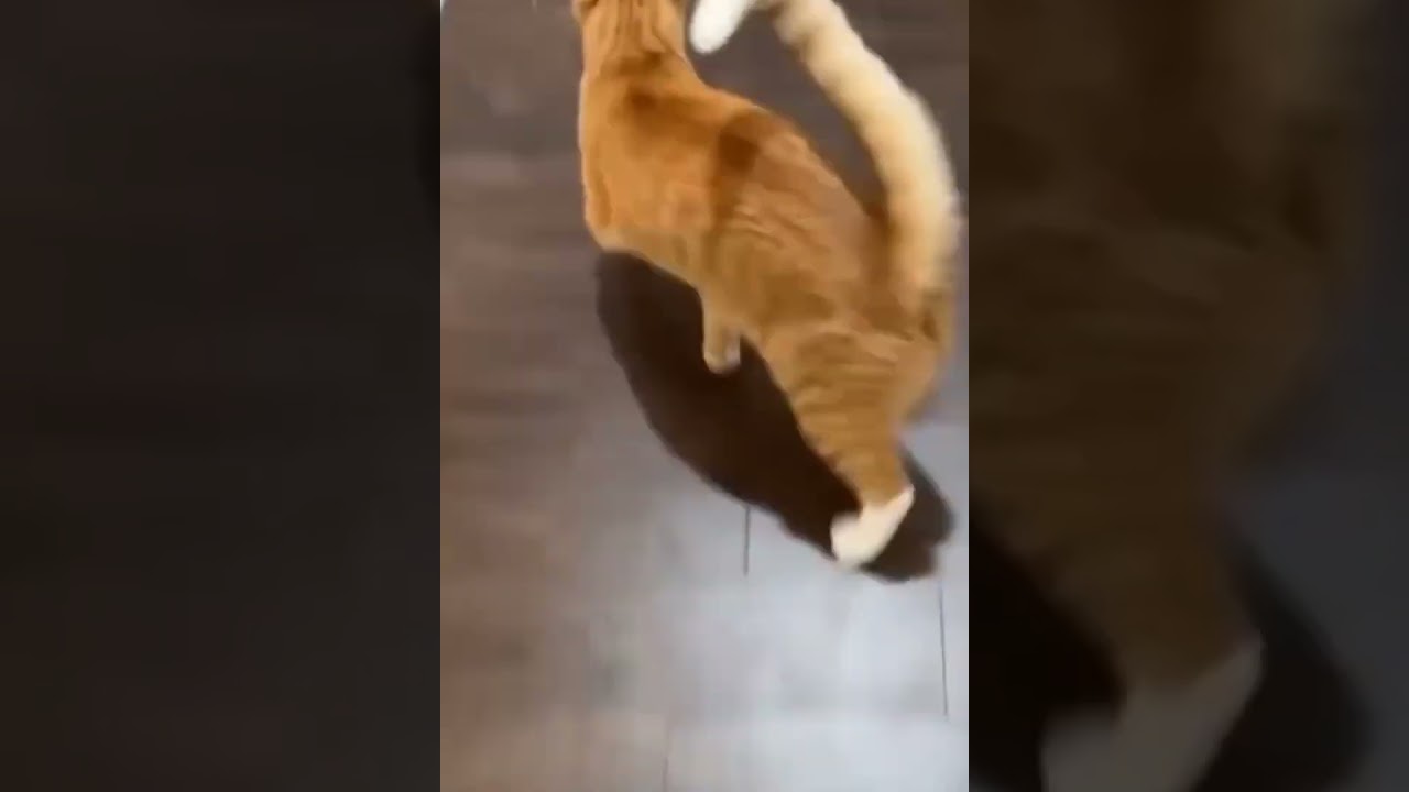 Cute and Funny Cat Videos: The Cutest and Funniest Cats Ever #short #shorts