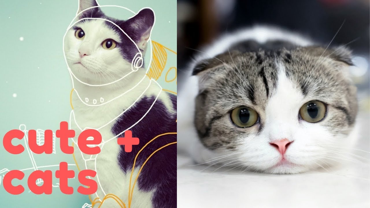 Cute cat compilation 2019 - Funny pet Cats compilation