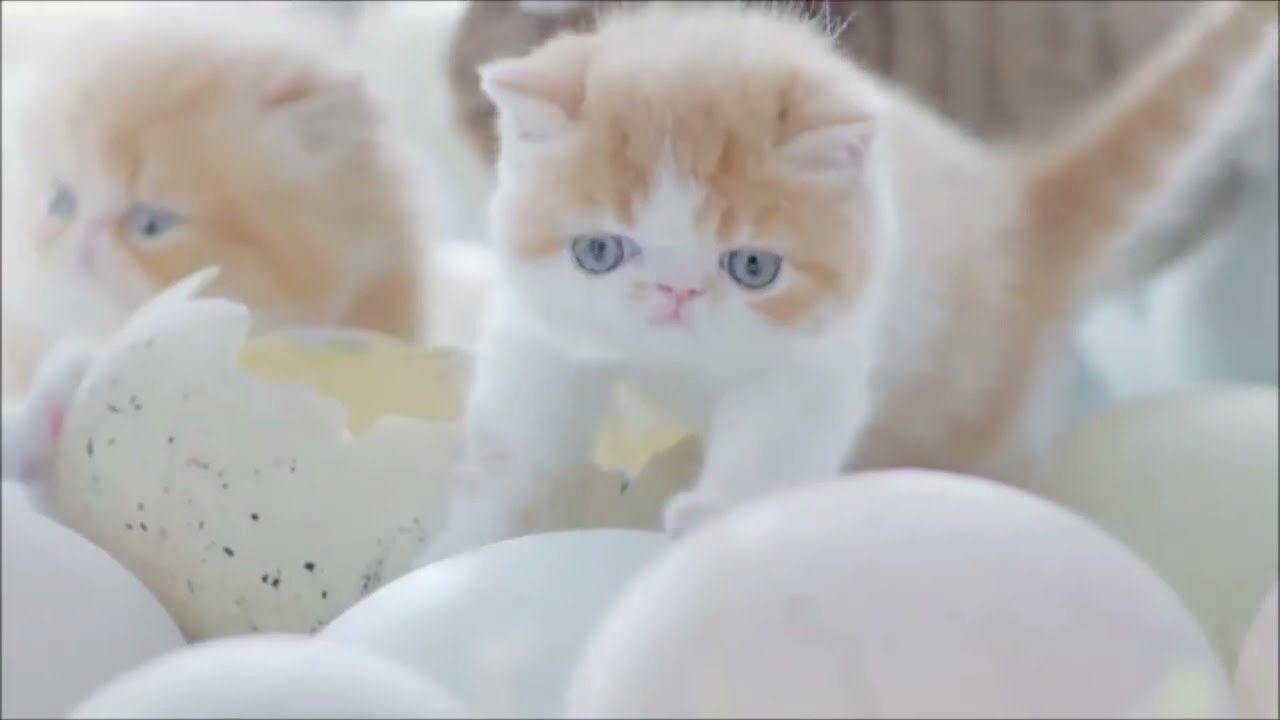 Cute cat reaction Cute Cats _ Baby Cats - Cute and Funny Cat Videos Compilation #3 _cute Animals