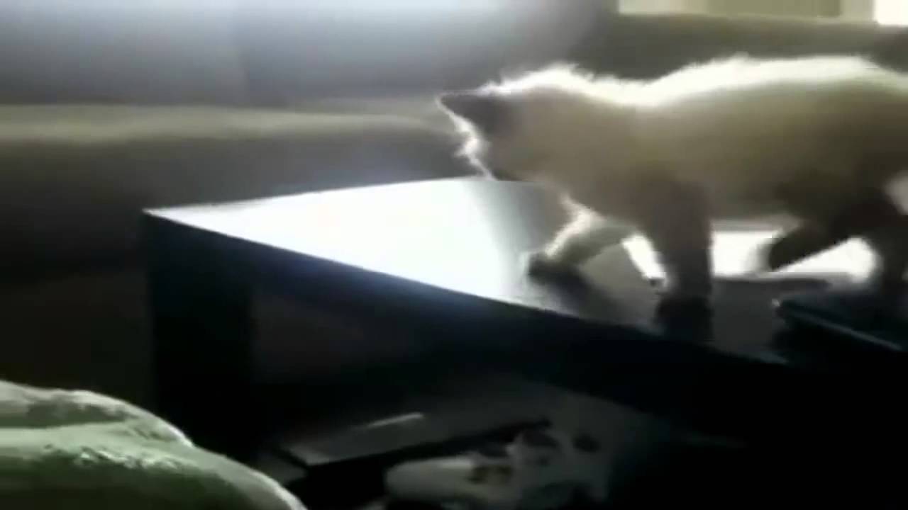 Extreme cats    Caturday's special  2014   Smooth videos