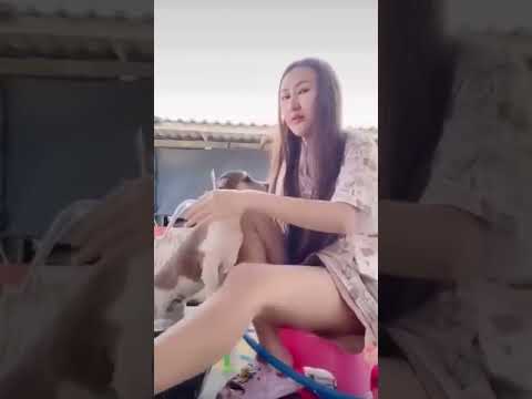 Funniest Animals Video 2023 - Funny dog and cat videos 75 #shorts #funnydog #funny cat