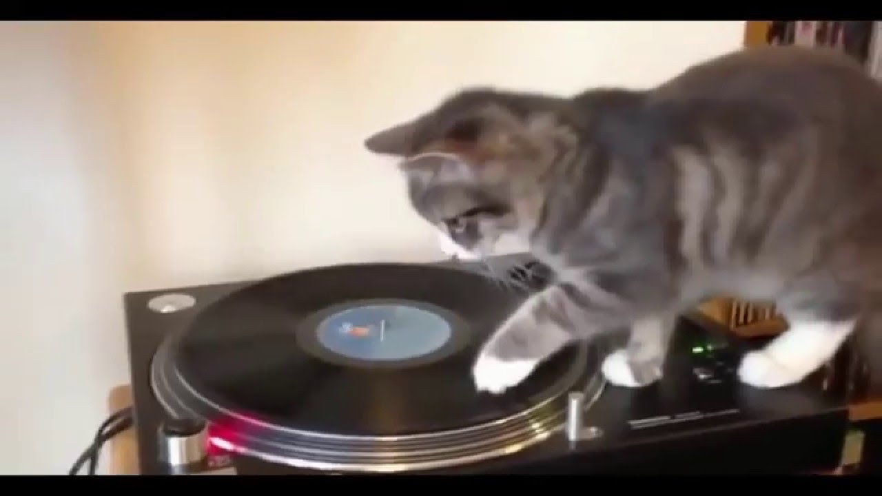 Funny Cat Fails - 2016 (Most Popular) - best and funniest videos #2