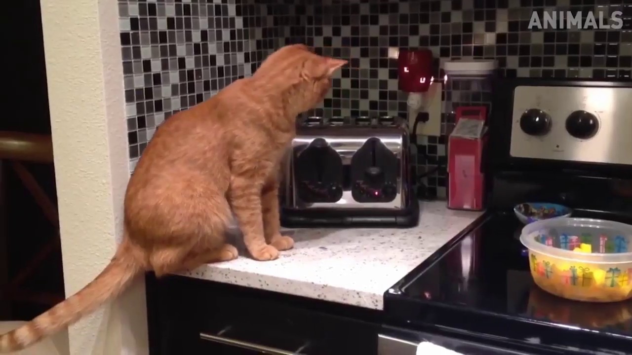 Funny Cats Compilation