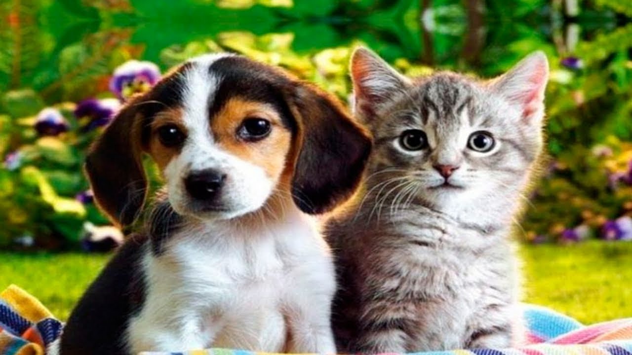 Funny Cats | Funny Dogs Compilation #26