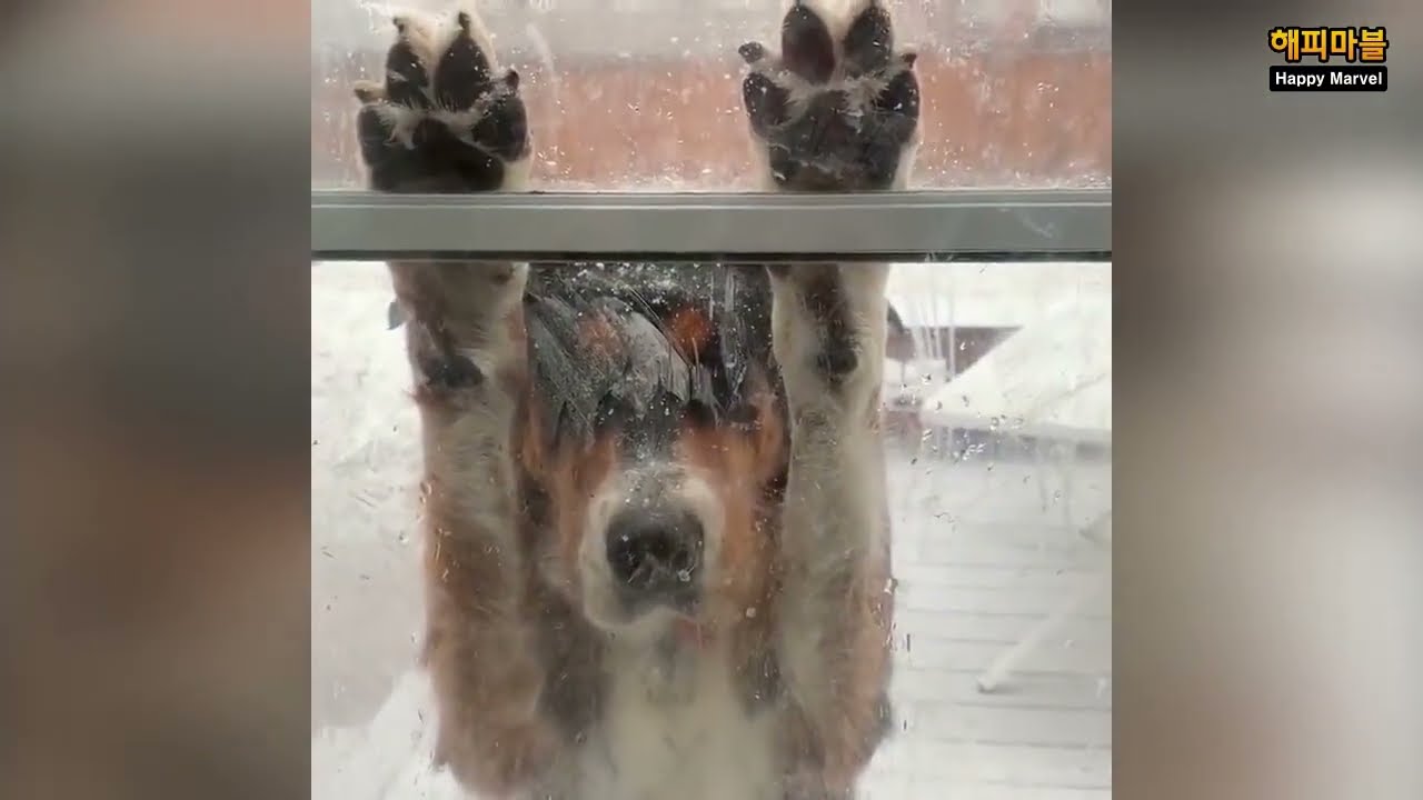 Funny animals - Funny cats / dogs - Funny animal videos / Best videos 2023#4