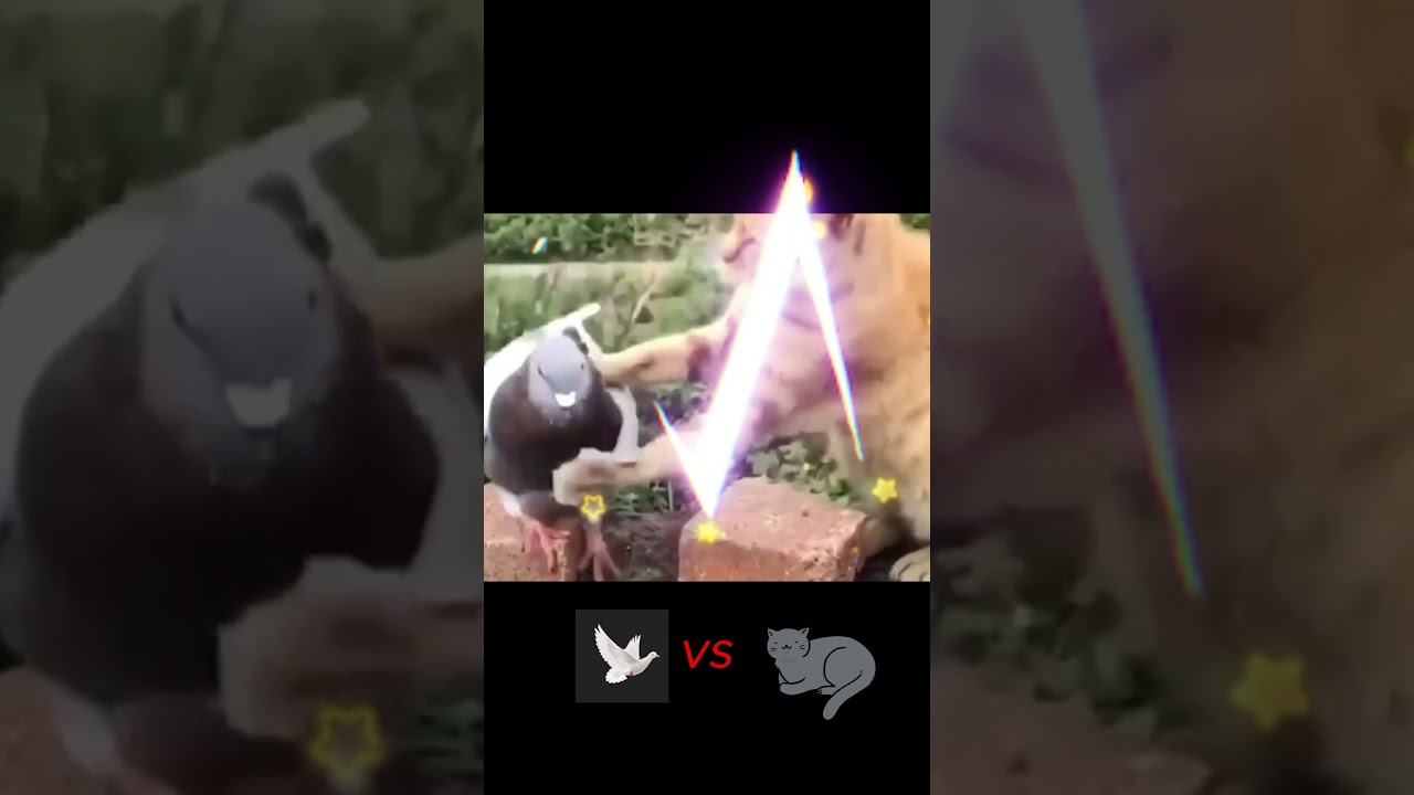 Funny cat video | Adorable fighting #dovevscat #pets #animallover #catlover #funntcats #adorablecats