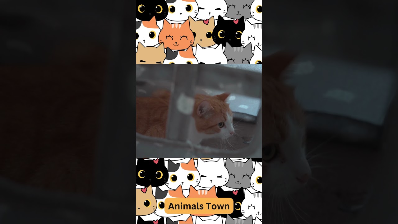 Hilarious Cat Antics: A Purr-fectly Funny Compilation! Cute Cat! #short #cat #youtubeshort