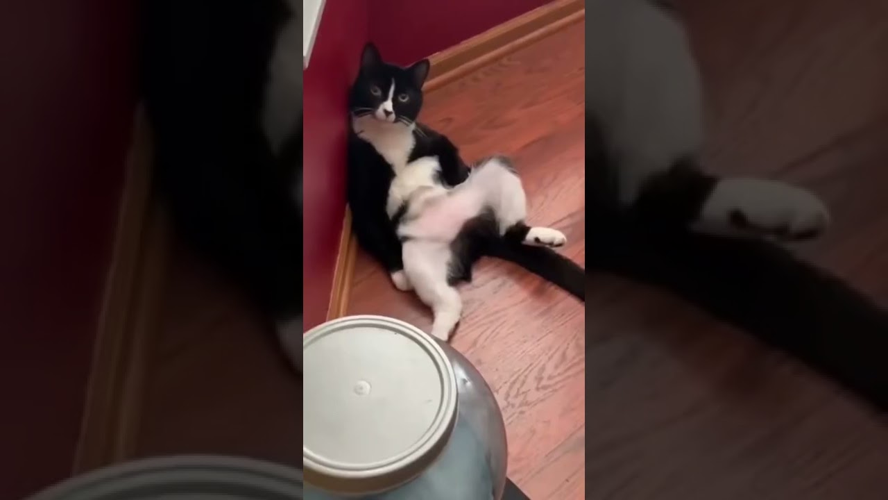 How Funny This Cute Kitten Cat | Funny Cats Videos