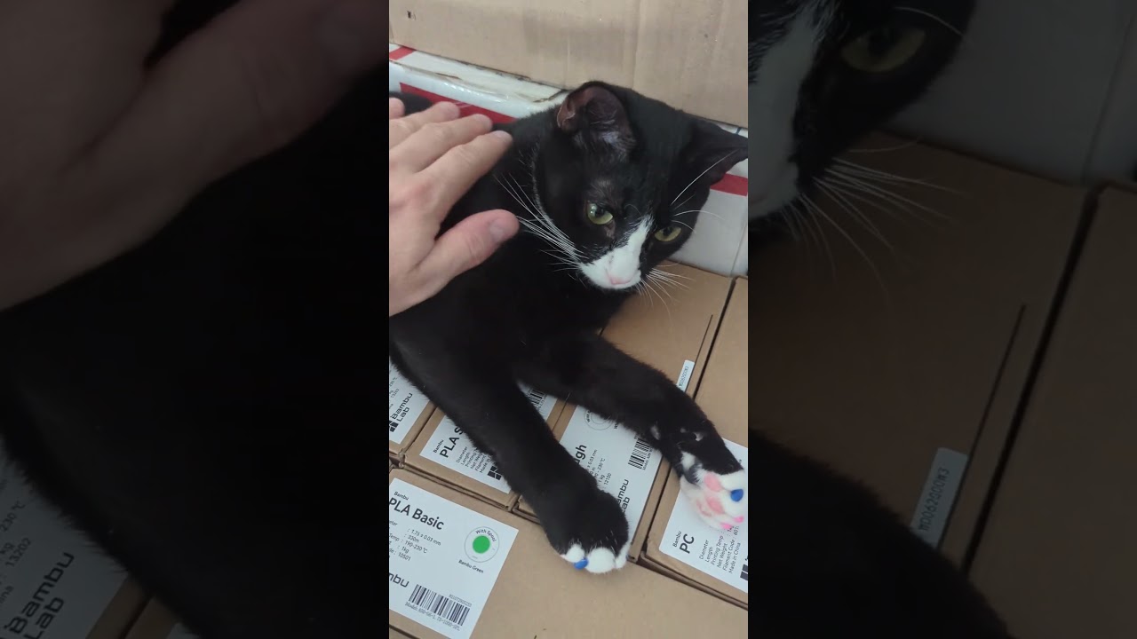 Human, pet me now! I said pet me now! #blackcatlife #cat #chonkycat #blackcat #kittycat #kitten