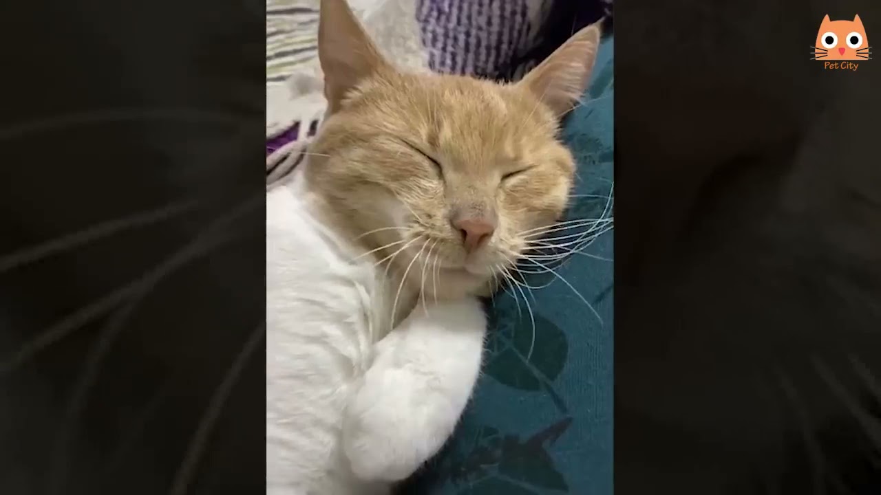 Jokes with animals. Dogs and cats