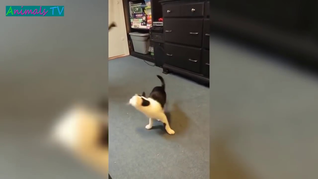 MOST Crazy & Funny Cats Fails Compilation, Try Not To Laugh Cats Videos