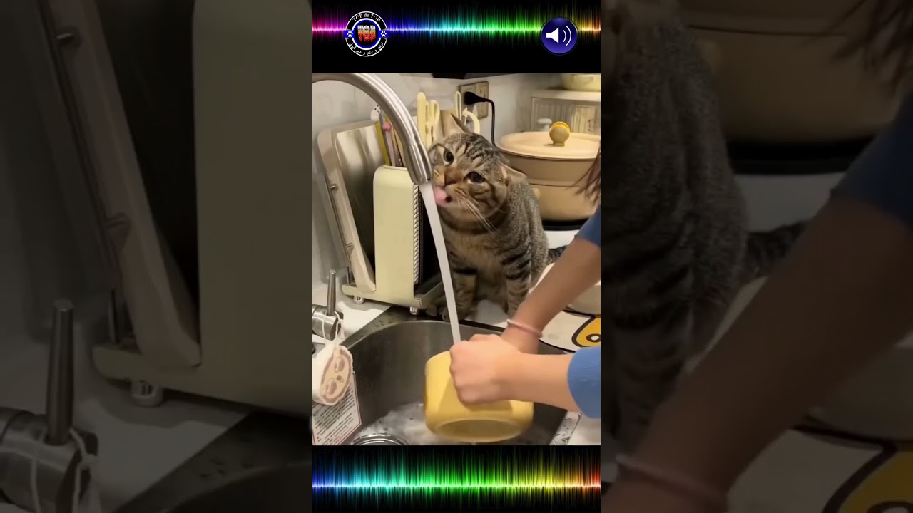 Prepare To Be Amazed: Cats Unleash Their Hilariously Adorable Antics! #shorts