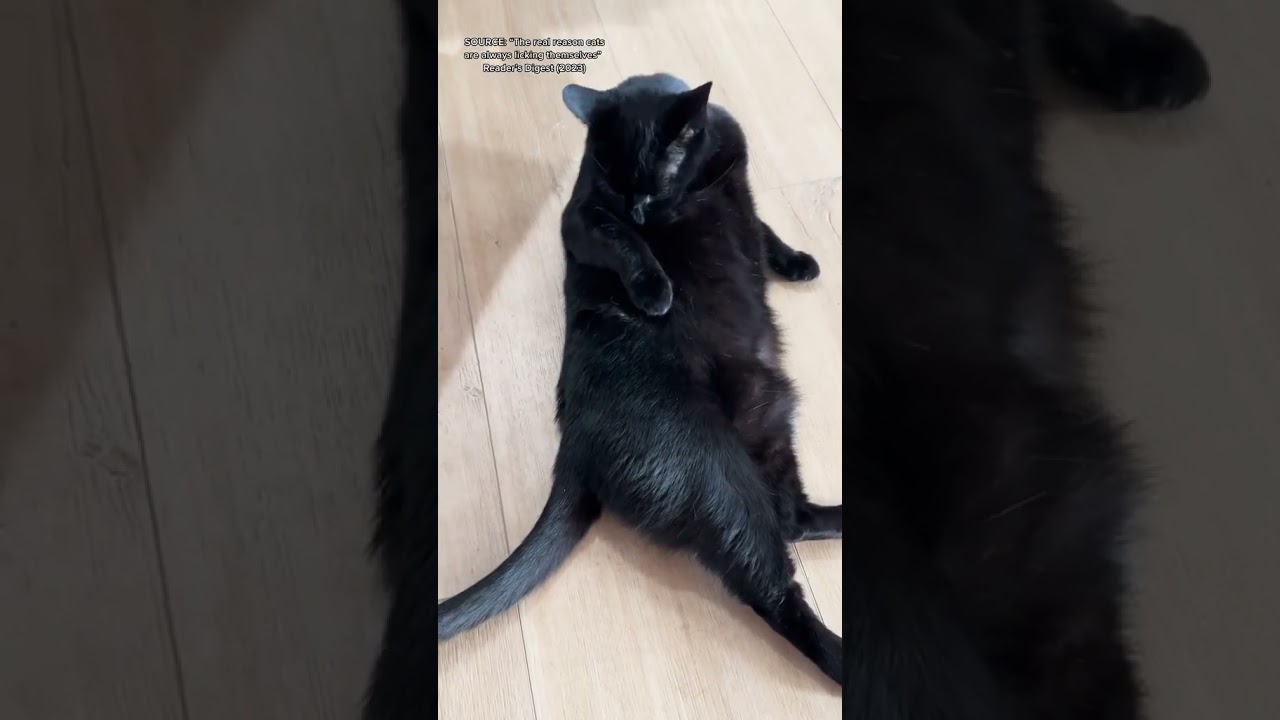 Should you let your cats on the counter?