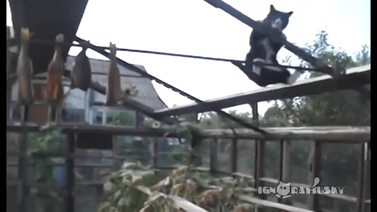 Ultimate Kawaii awesome 2014 all time favorites