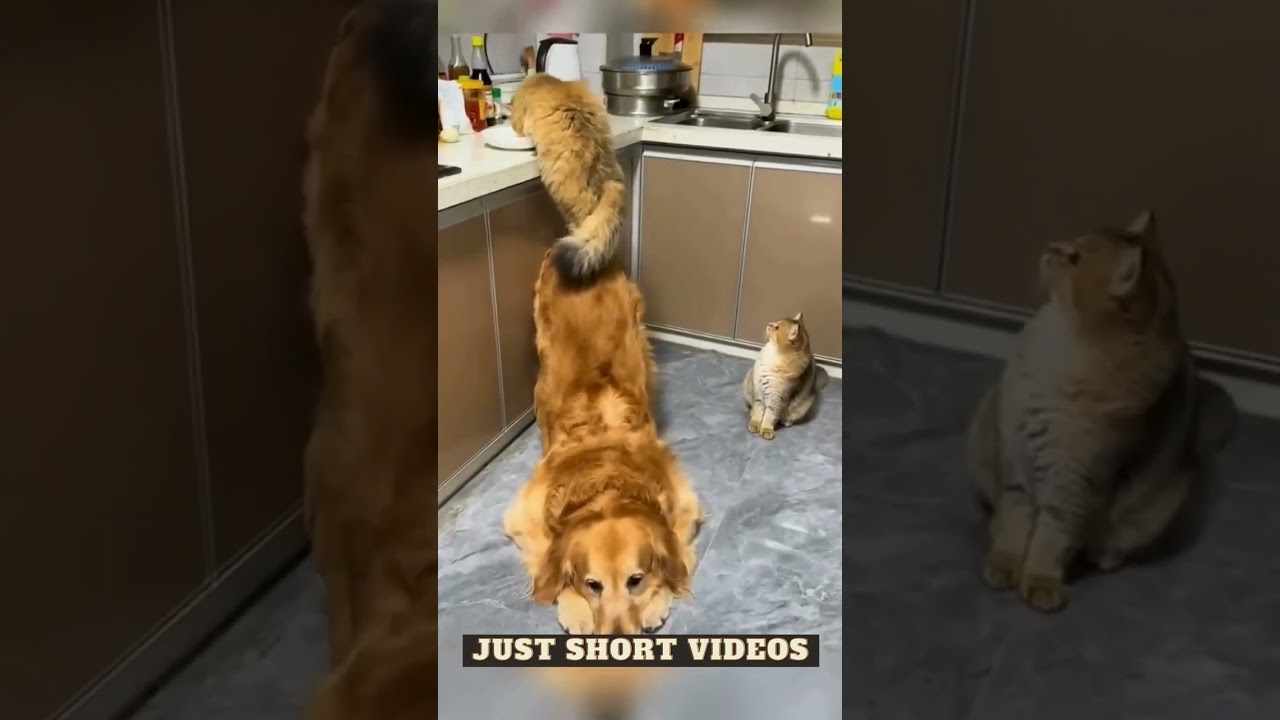 "Unleash Your Inner Laughter: Top 10 Funny Animal Moments"