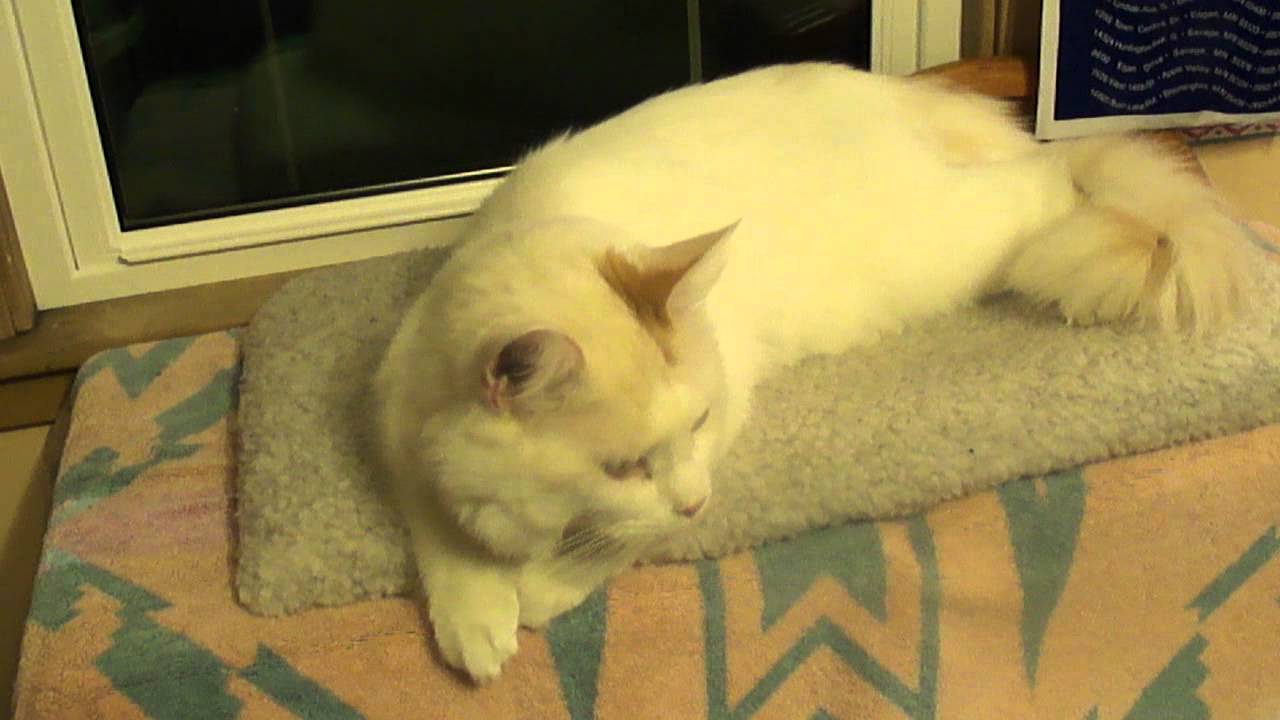 Cat tiktok at Cats Luv Us